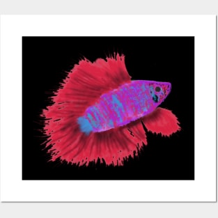 Siamese Fighting Fish Posters and Art